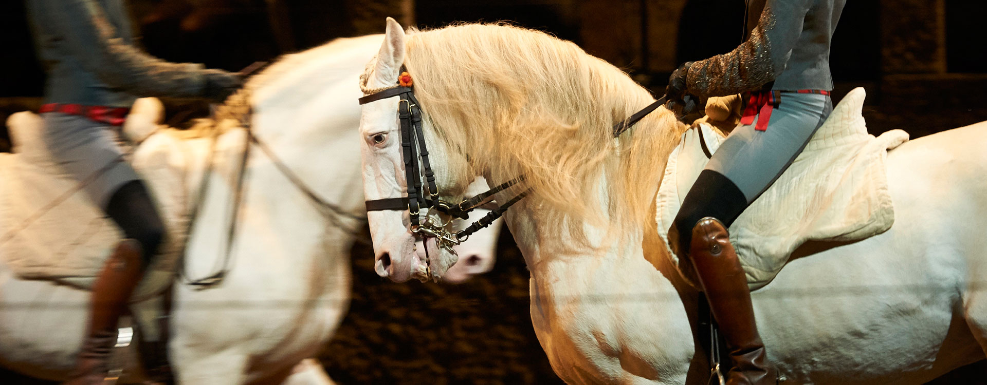 Davide Penitente - Horse Dressage by Bartabas